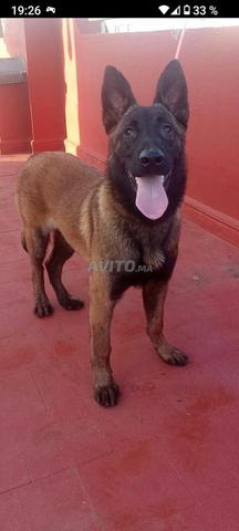 Male malinois charbonné gabarit âgé de 6 mois - 2