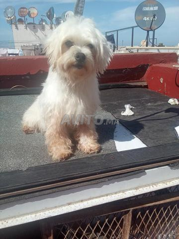 Femelle bichon maltais âgée de 8 mois - 2