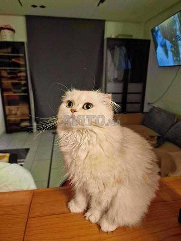 Scottish Fold femelle mâle - 2