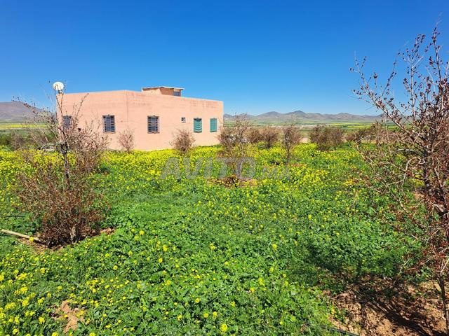 Ferme Tamansourt - 2