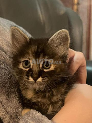 Chatton pour adoption - 2