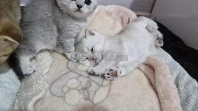 Scottish Strait / Scottish - 2