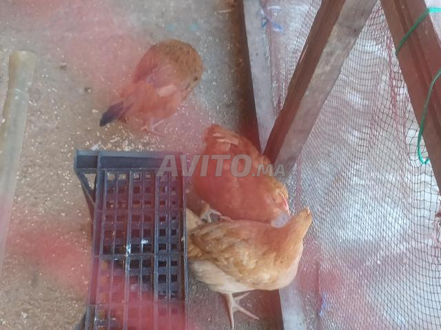 Poulet Beldi à vendre - 2