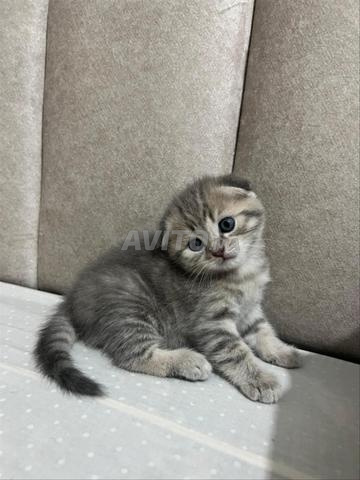 Bébé chat scoutch fold - 2