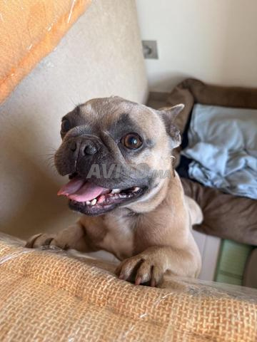 كلب بولدوج فرنسي ذكر للتزاوج - 2