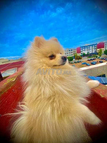 Chien Spitz nain - 2