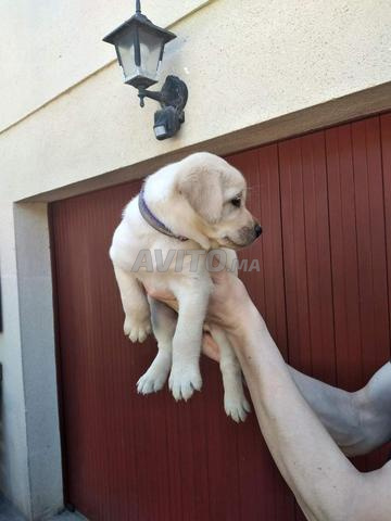 Labrador blanc bébé - 2