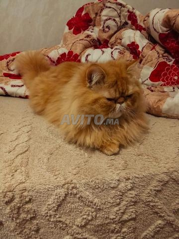 قط جميل من نوع بيرسان - 2