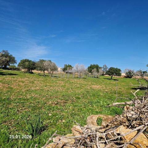 Terrain exceptionnel 7500 m² – 5 min de Sidi Rahal