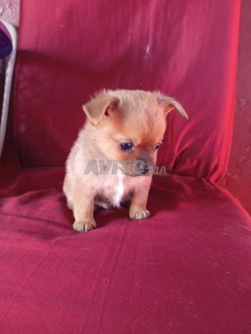 جراء شيواوا - 2