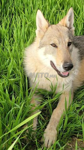 جرو كلب سلوفاكي تشيكوسلوفاكي 6 أشهر - - 2