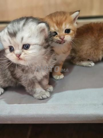 سكوتش مستقيم - 2