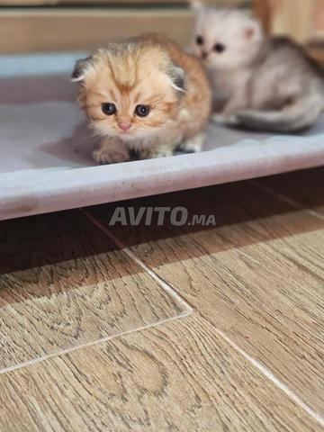 سكوتش مستقيم