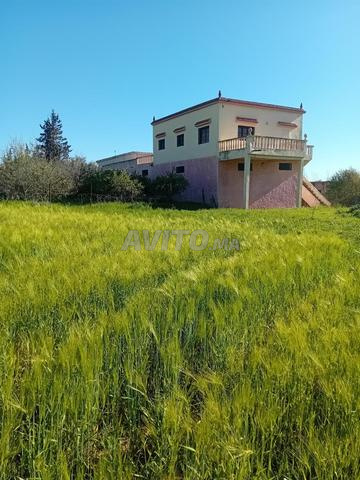 Taounate. الجماعة مزراوة. Route en pierre ou côte de Bou Taher - 2