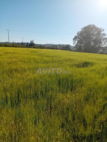 Taounate. الجماعة مزراوة. Route en pierre ou côte de Bou Taher