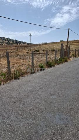 Terrain à vendre khemiss Anjra - 2