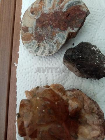 أحافير قديمة جدا - 2