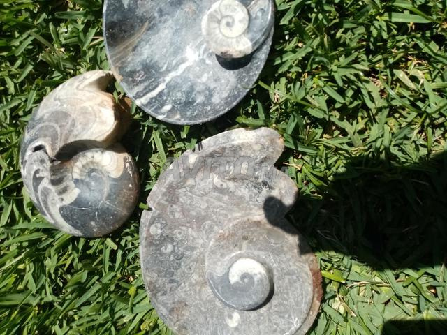 أحافير قديمة - 2