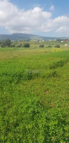 أرض محفظة للبيع تطوان - 2