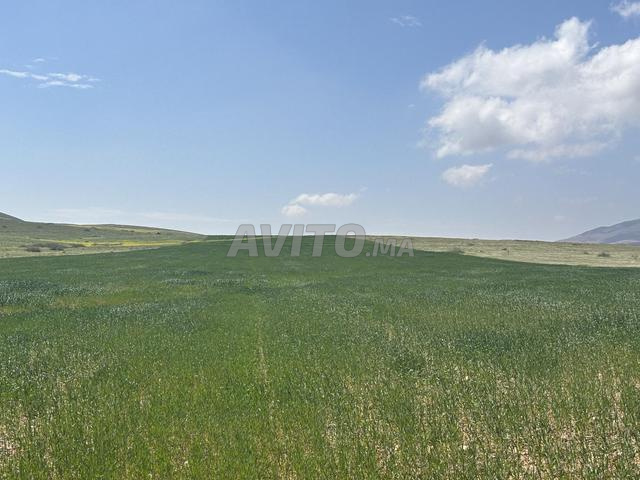 Terrain agricole Oujda – Angad. - 2