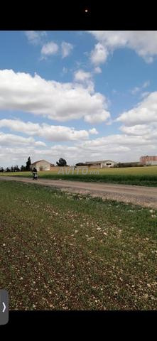 Terrain Zone Industrielle Berrechid Ecoparc - 2