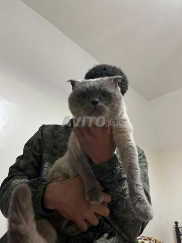 Chat british vacciner - 2