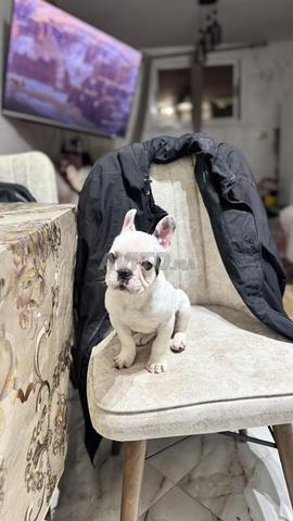 Bulldog français femelle