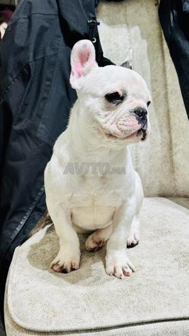 Bulldog français femelle - 2