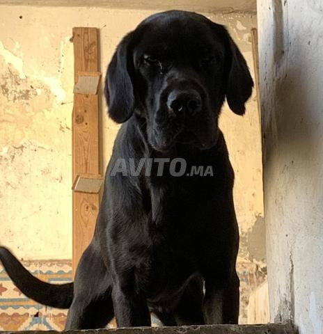 لابرادور ذكر عمره 11 شهرًا - 2