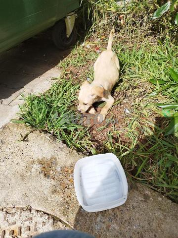 Chien labrador race pure (très bon prix) - 2