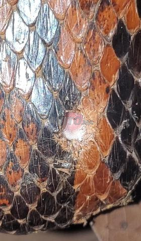 Ancien manuscrit juif accompagné de mercure rouge