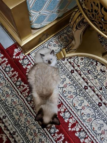 سيامي هيمالايا - 2