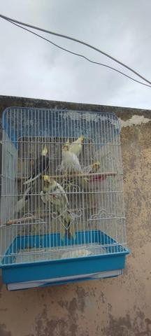 Oiseaux calopsitte - 2