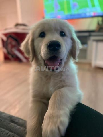 Chiots Labrador Retriever - 2