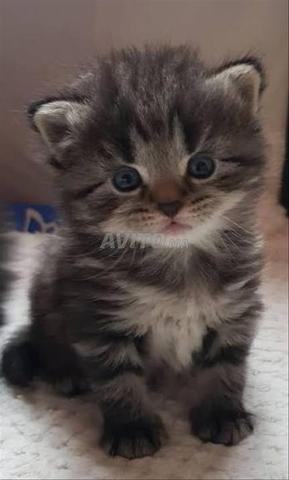 Norvège poilong bébé - 2