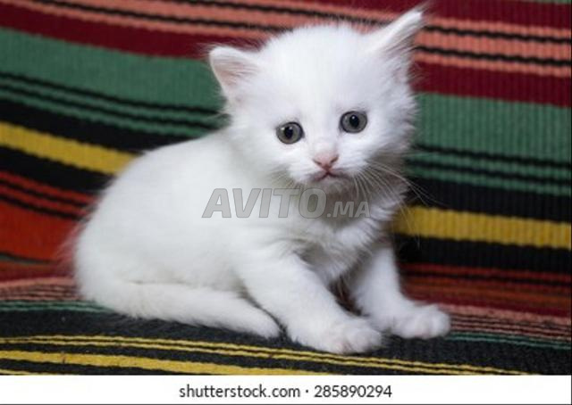 Bébé Angora Turc Poilong - 2