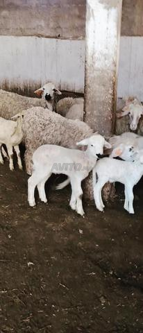 18 brebis Sardi pleines