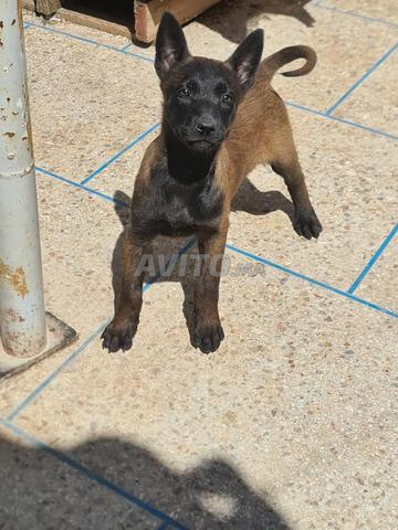 Chiots Malinois Charbonnier pure race - 2