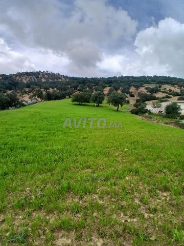 أرض مسجلة ومفلحة بأشجار الزيتون للبيع - 2