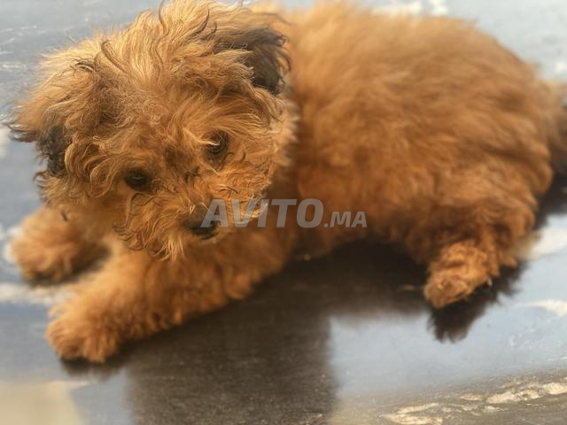 Vente chiot caniche - 2