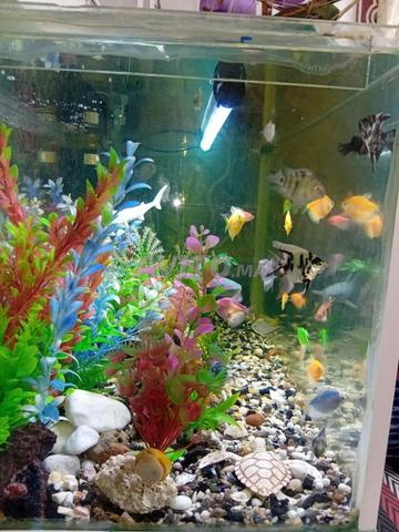 حوض متكامل من الجمال والأناقة - 2