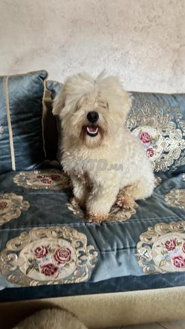 Bichon maltais mâle - 2