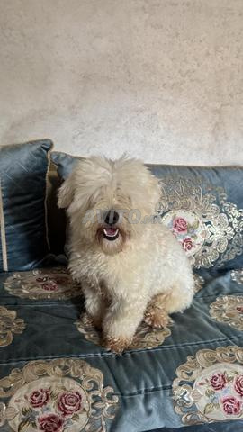 Bichon maltais mâle