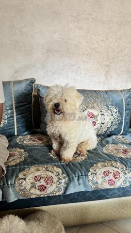 Bichon maltais mâle - 2