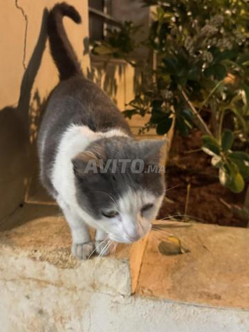 Une chatte à adopter - 2