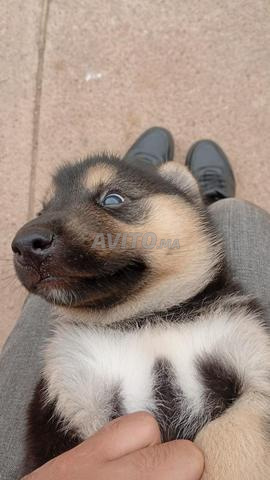 Haski Birmingham Suisse - 2