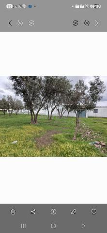 مزرعة للبيع الربيعات مليار سبعة هكتار - 2