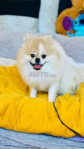 Spitz mâle 1 an et 3 mois