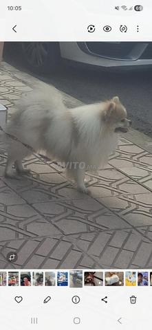 Spitz mâle 1 an et 3 mois - 2