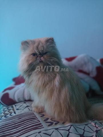 Femelle persan 8 mois - 2